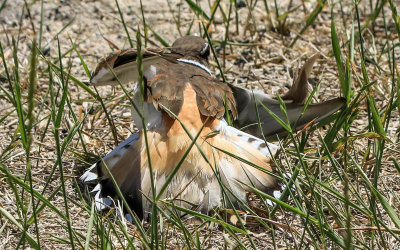 Male Killdeer tries to draw me away from the nest in Grant-Kohrs Ranch NHS