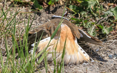 Female Killdeer acts injured in an attempt to draw my attention from her nest in Grant-Kohrs Ranch NHS