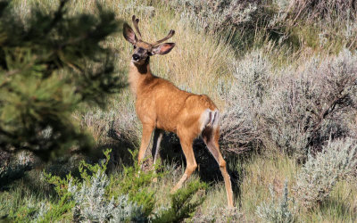 Deer in the Stafford Ferry area in Upper Missouri River Breaks NM