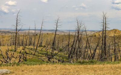 Burnt trees along the Lower Two Calf Road in Upper Missouri River Breaks NM