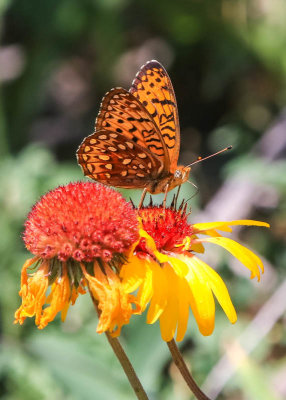 A butterfly on a flower at Crystal Lake in Lewis and Clark National Forest