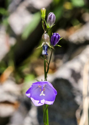 Blooms at Crystal Lake in Lewis and Clark National Forest