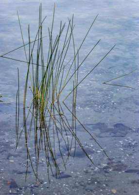 Reeds reflected in the shallow waters of Crystal Lake in Lewis and Clark National Forest