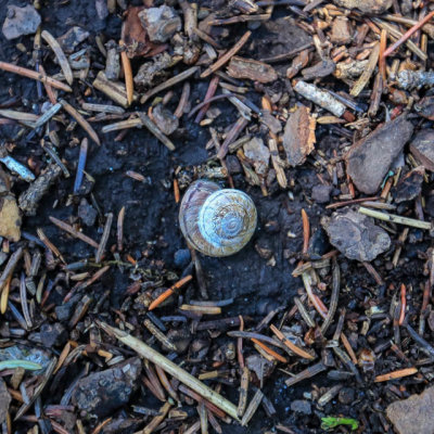 Snail on the Shoreline Loop Trail at Crystal Lake in Lewis and Clark National Forest