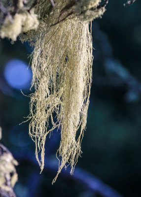 Lichens flowing downward from a tree branch at Crystal Lake in Lewis and Clark National Forest