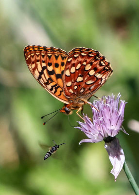 A butterfly and a bee at Crystal Lake in Lewis and Clark National Forest