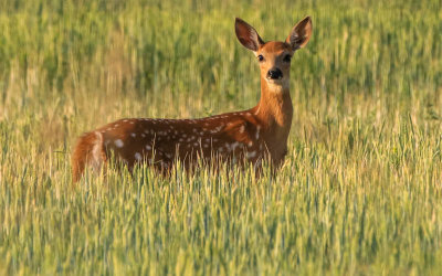 A fawn in a wheat field on the edge of Ennis Lake 