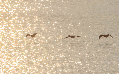 Geese glide over the shimmering waters of Ennis Lake