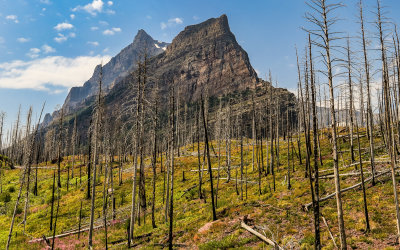 Mountain peaks viewed through burnt out area in Glacier National Park