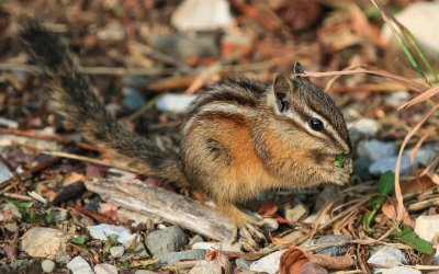 Red Tailed Chipmunk in Glacier National Park