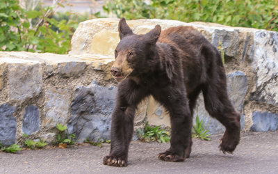 Sharing the Going to the Sun Road with a Black Bear in Glacier National Park