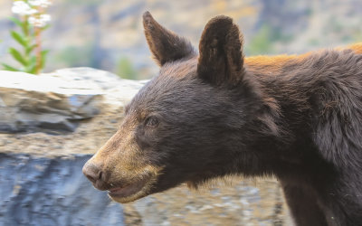 Closeup of a Black Bear on the Going to the Sun Road in Glacier National Park