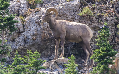 A Bighorn Sheep on a rock cliff in Glacier National Park