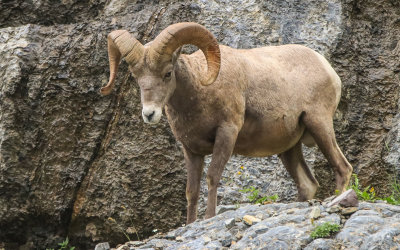 A Bighorn Sheep perched above the Going to the Sun Road in Glacier National Park