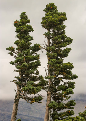 Wind worn trees at Logan Pass in Glacier National Park