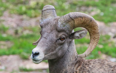 A Bighorn Sheep at Logan Pass in Glacier National Park