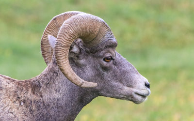 Sideview of a Bighorn Sheep at Logan Pass in Glacier National Park