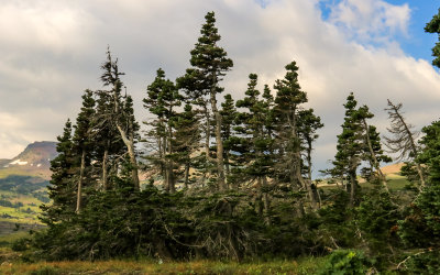 Weathered Trees along the trail at Logan Pass in Glacier National Park