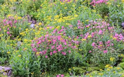 Wildflowers along the Hidden Lake Trail in Glacier National Park