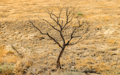 A dead tree in the Saddle Mountain Unit of Hanford Reach National Monument