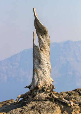 A tree stump on the rim of Crater Lake in Crater Lake National Park