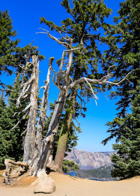 Weathered dead tree on the edge of Crater Lake in Crater Lake National Park