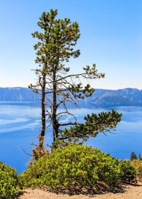 Trees and bushes overlooking Crater Lake in Crater Lake National Park