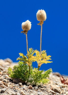 Flower gone to seed with the deep blue water of Crater Lake as a background in Crater Lake National Park