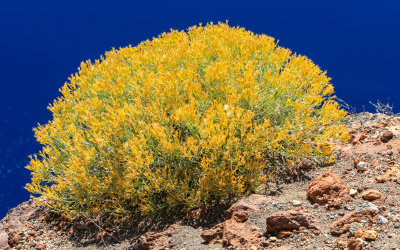 Blooming shrub on the edge of the Crater Lake rim in Crater Lake National Park