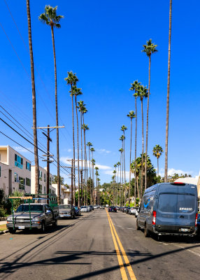 Palm trees lining a street in Hollywood