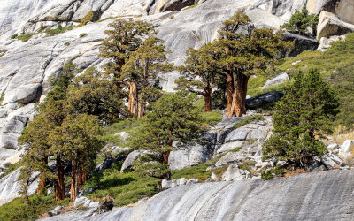Trees grow from a fertile spot high up on a granite ridge in Yosemite National Park