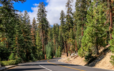 The Tioga Road weaves through the forest in Yosemite National Park