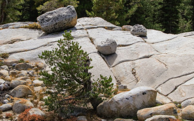 Glacial erratic boulders sit on a checkerboard granite surface at Olmsted Point in Yosemite National Park