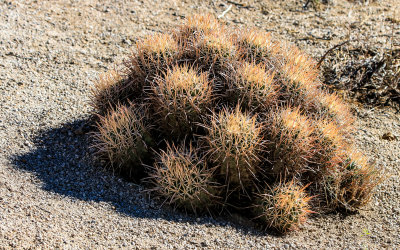 A grouping of Barrel cacti in the Alabama Hills National Scenic Area