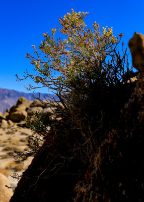 Shrub growing from the side of a boulder in the Alabama Hills National Scenic Area