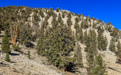 The Schulman Grove of Bristlecone Pines in the Ancient Bristlecone Pine Forest