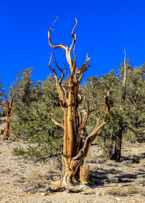 An ancient Bristlecone Pine in the Ancient Bristlecone Pine Forest