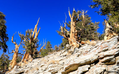 Ancient Bristlecone Pines in the Ancient Bristlecone Pine Forest