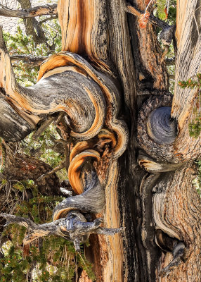 Closeup of the twisted trunk of a Bristlecone Pine in the Ancient Bristlecone Pine Forest