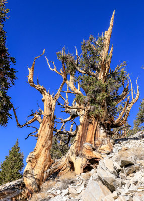 Ancient Bristlecone Pine Forest  California