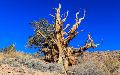 Living Bristlecone Pine in the Schulman Grove of the Ancient Bristlecone Pine Forest