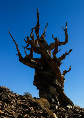 Silhouette of a Bristlecone Pine in the Schulman Grove of the Ancient Bristlecone Pine Forest