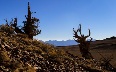 Two Bristlecone Pines above 10,000 feet in the Schulman Grove of the Ancient Bristlecone Pine Forest