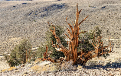 Bristlecone Pine on the side of the mountain in the Ancient Bristlecone Pine Forest