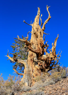Ancient Bristlecone Pine in the Schulman Grove of the Ancient Bristlecone Pine Forest