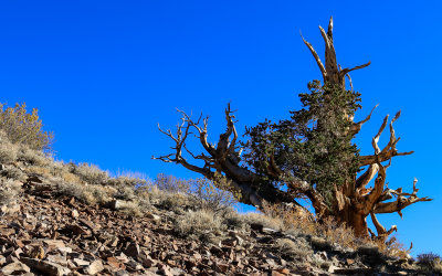 Bristlecone Pine on the side of the White Mountains in the Ancient Bristlecone Pine Forest