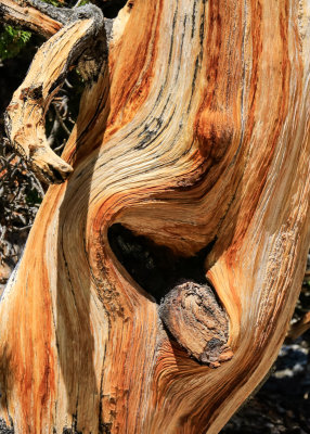 Trunk of a Bristlecone Pine in the Schulman Grove of the Ancient Bristlecone Pine Forest