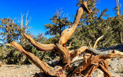 Uprooted Bristlecone Pine in the Schulman Grove of the Ancient Bristlecone Pine Forest
