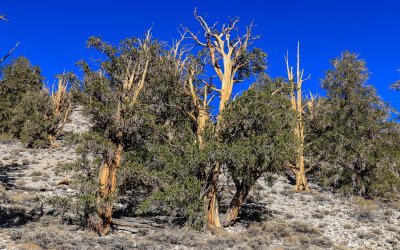 Stand of Bristlecone Pines in the Schulman Grove of the Ancient Bristlecone Pine Forest