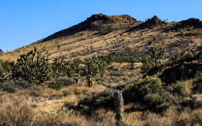 Shadows fall on a mountain slope at sunrise in Castle Mountains National Monument